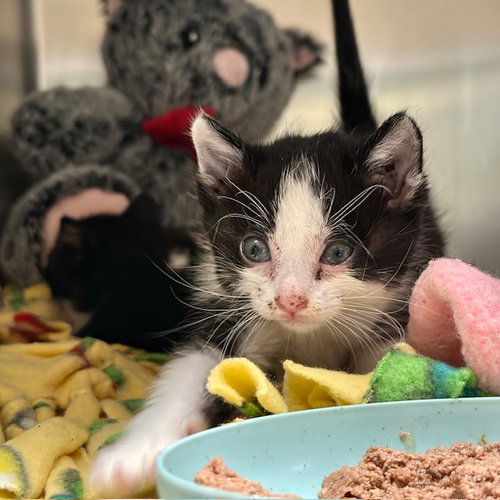 DEEDEE, Baby Domestic Short Hair (medium coat), cat for adoption in Diamond Bar, California