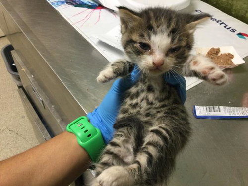 PAM, Baby Domestic Short Hair (medium coat), cat for adoption in Diamond Bar, California