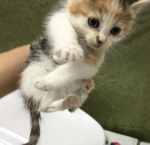 A1917680, Baby Domestic Short Hair (medium coat), cat for adoption in Diamond Bar, California