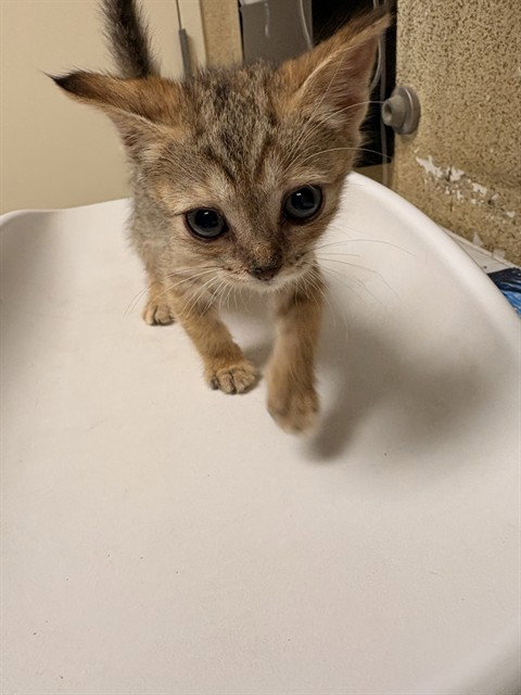 LILS, Baby Domestic Short Hair (medium coat), cat for adoption in Diamond Bar, California