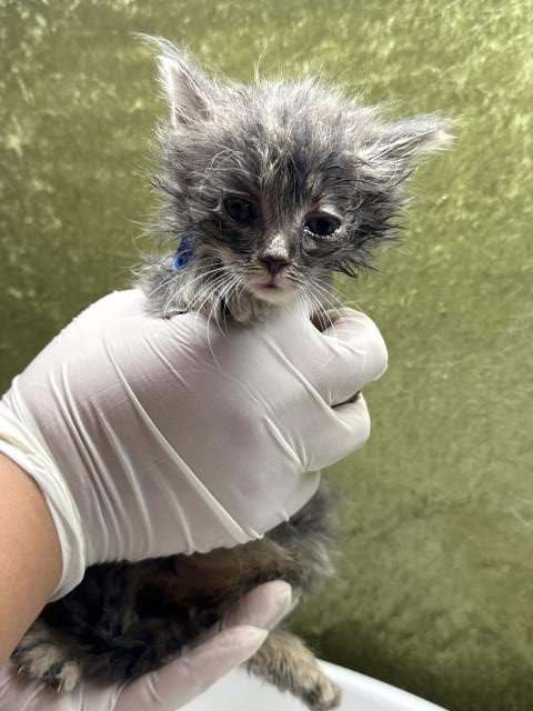 ASH, Baby Domestic Short Hair (medium coat), cat for adoption in Diamond Bar, California