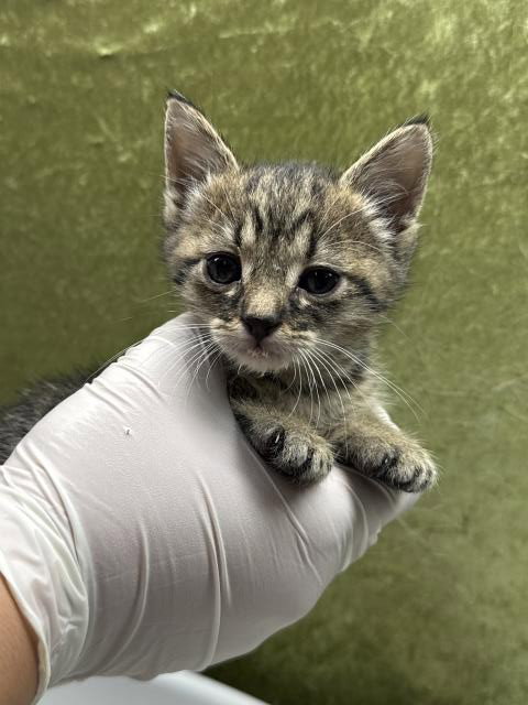 PIKA, Baby Domestic Short Hair (medium coat), cat for adoption in Diamond Bar, California