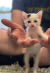 JIGGLY PUFF - Photo 1