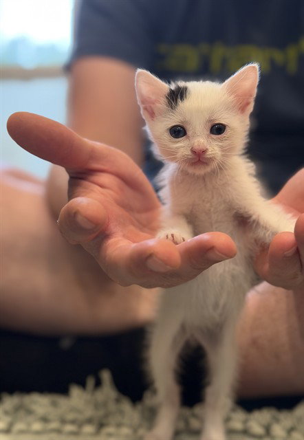 JIGGLY PUFF - Domestic Short Hair available for adoption