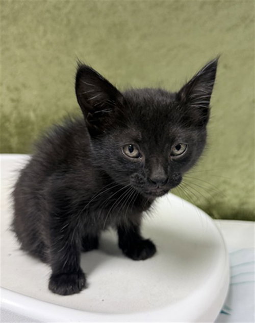 FAITH, Baby Domestic Short Hair (medium coat), cat for adoption in Diamond Bar, California