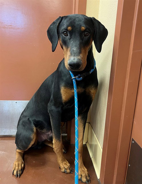 CHASE, an adoptable Doberman Pinscher in Riverside, CA
