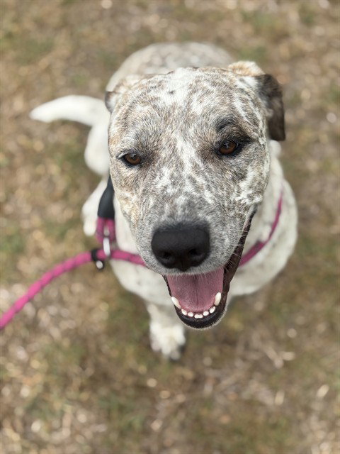 PEPPER