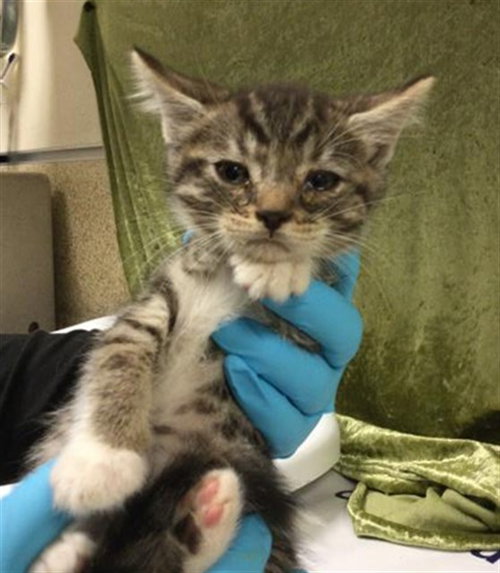 WILL, Baby Domestic Short Hair / Mixed (medium coat), cat for adoption in Diamond Bar, California