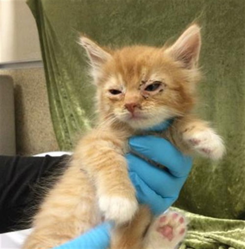 LILLY, Baby Domestic Short Hair (medium coat), cat for adoption in Diamond Bar, California