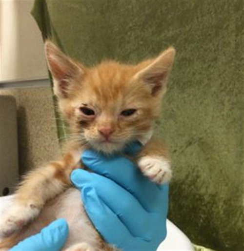 RICH, Baby Domestic Short Hair (medium coat), cat for adoption in Diamond Bar, California