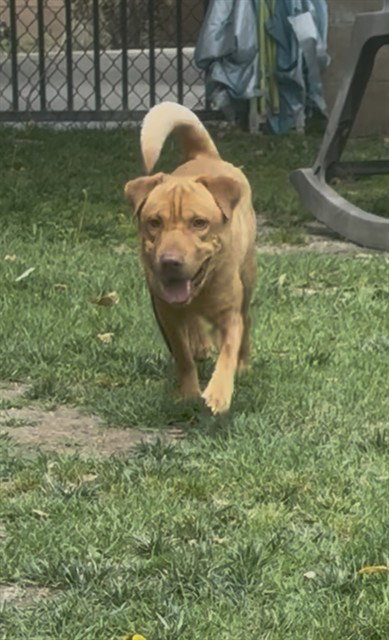 YOGI