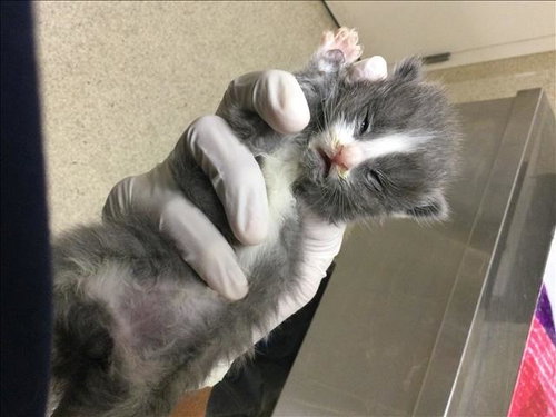 A1917674, Baby Domestic Short Hair (medium coat), cat for adoption in Diamond Bar, California