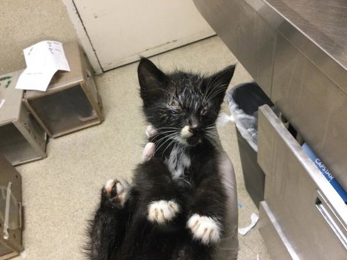 LINDA, Baby Domestic Short Hair (medium coat), cat for adoption in Diamond Bar, California