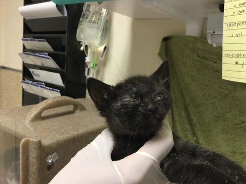 MABEL, Baby Domestic Short Hair (medium coat), cat for adoption in Diamond Bar, California