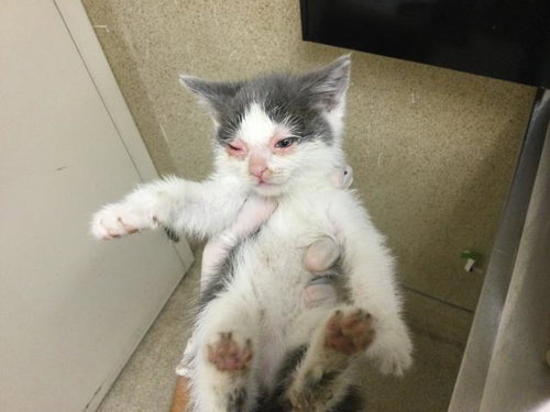 PENNY, Baby Domestic Short Hair (medium coat), cat for adoption in Diamond Bar, California