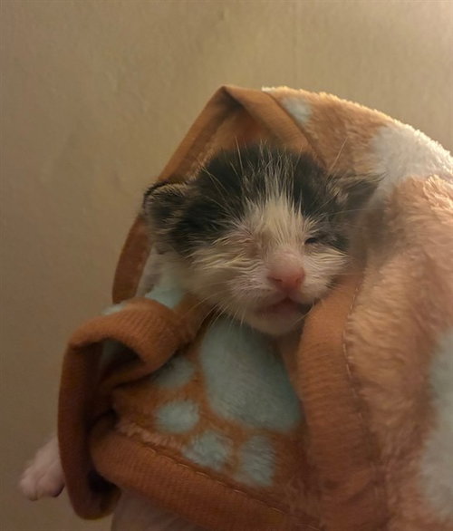 GANDALF, Baby Domestic Short Hair (medium coat), cat for adoption in Diamond Bar, California