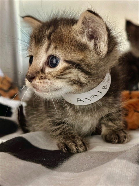 ASHLEY, Baby Domestic Short Hair (medium coat), cat for adoption in Diamond Bar, California