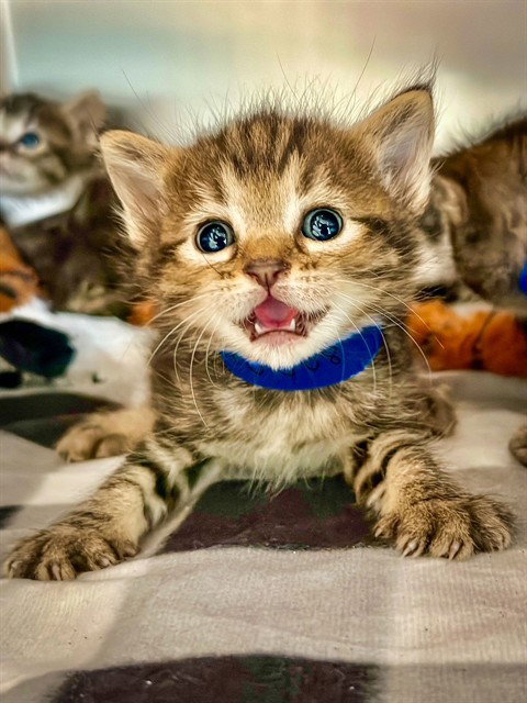 GILBERT, Baby Domestic Short Hair (medium coat), cat for adoption in Diamond Bar, California