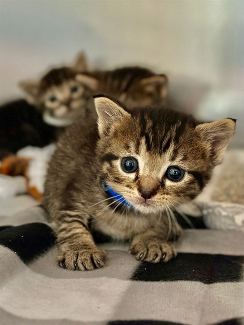 MICHAEL, Baby Domestic Short Hair (medium coat), cat for adoption in Diamond Bar, California