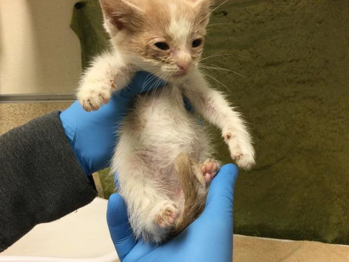 TORCH, Baby Domestic Short Hair (medium coat), cat for adoption in Diamond Bar, California