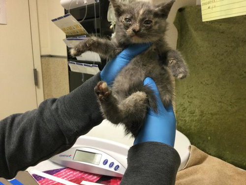 STORM, Baby Domestic Short Hair (medium coat), cat for adoption in Diamond Bar, California