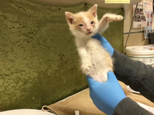 MR. FANTASTIC, Baby Domestic Short Hair (medium coat), cat for adoption in Diamond Bar, California