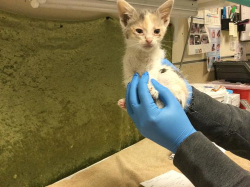GRIMM, Baby Domestic Short Hair (medium coat), cat for adoption in Diamond Bar, California
