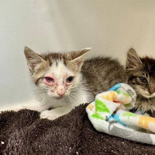 RICKY, Baby Domestic Short Hair (medium coat), cat for adoption in Diamond Bar, California
