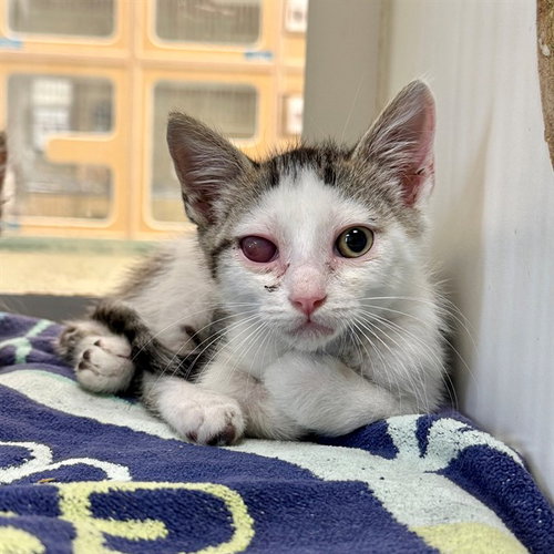 RICKY, Baby Domestic Short Hair (medium coat), cat for adoption in Beaumont, California