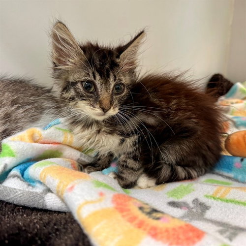 VICKY, Baby Domestic Short Hair (medium coat), cat for adoption in Diamond Bar, California