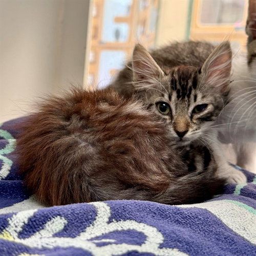 VICKY, Baby Domestic Short Hair (medium coat), cat for adoption in Beaumont, California