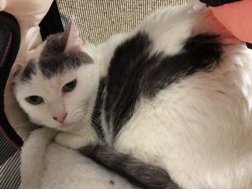 PEBBLES, Adult Domestic Short Hair (medium coat), cat for adoption in Diamond Bar, California