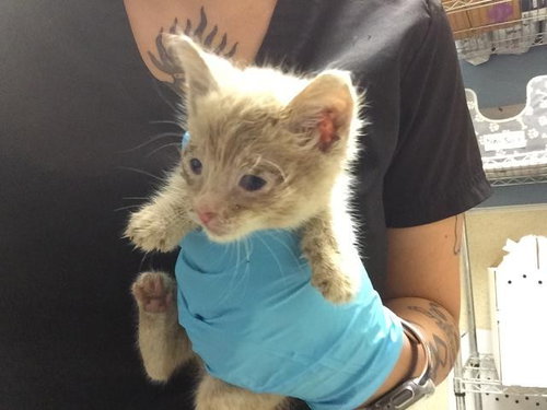 MIA, Baby Domestic Short Hair (medium coat), cat for adoption in Diamond Bar, California