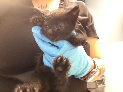 MILO, Baby Domestic Short Hair (medium coat), cat for adoption in Diamond Bar, California