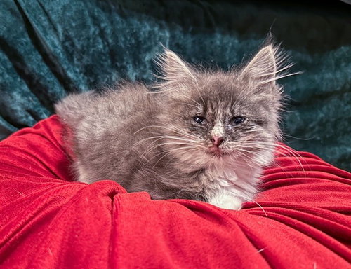 TRIBBLE, Baby Domestic Medium Hair (medium coat), cat for adoption in Diamond Bar, California