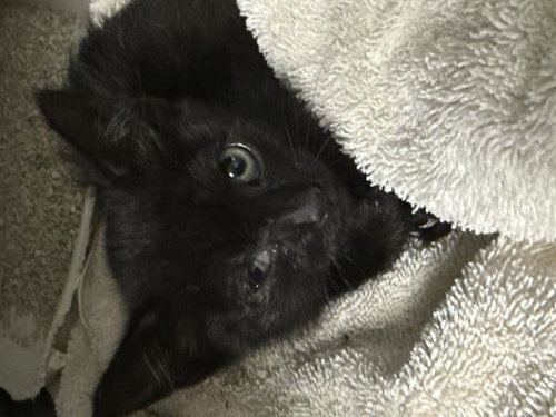 PULGITA, Baby Domestic Short Hair (medium coat), cat for adoption in Diamond Bar, California