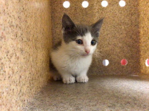 KOBE, Baby Domestic Short Hair (medium coat), cat for adoption in Diamond Bar, California