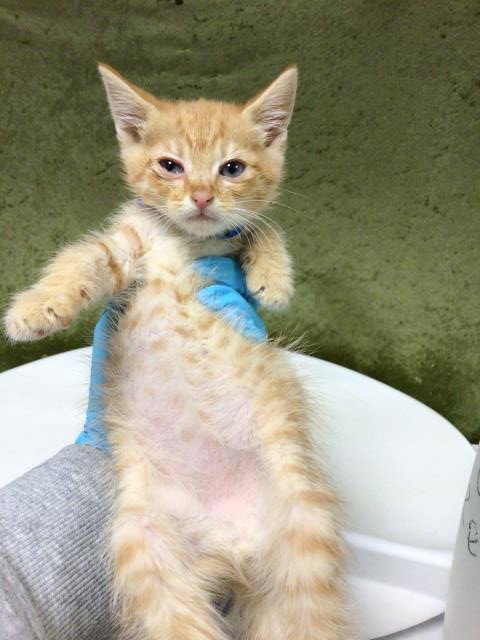 BUTTER, Baby Domestic Short Hair (medium coat), cat for adoption in Diamond Bar, California