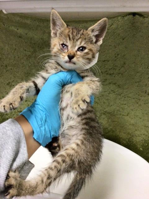 PEANUT, Baby Domestic Short Hair (medium coat), cat for adoption in Diamond Bar, California