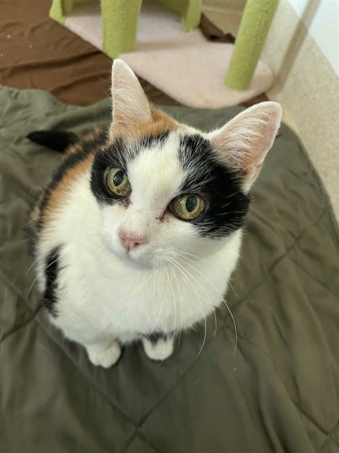 SERENA, Senior Domestic Short Hair (medium coat), cat for adoption in Diamond Bar, California