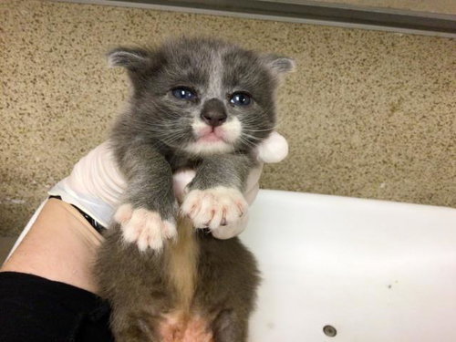 A1857536, Young Domestic Short Hair (medium coat), cat for adoption in Diamond Bar, California