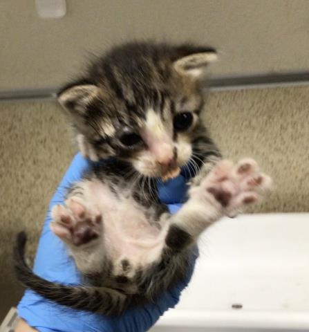 ALVIN, Young Domestic Short Hair (medium coat), cat for adoption in Diamond Bar, California