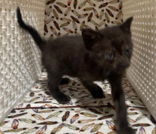 LULU, Young Domestic Short Hair (medium coat), cat for adoption in Diamond Bar, California