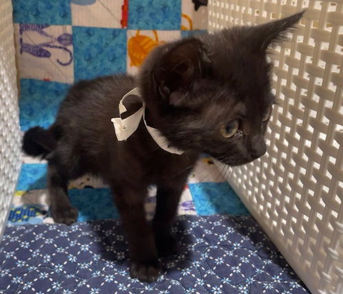 BABY, Young Domestic Short Hair (medium coat), cat for adoption in Diamond Bar, California