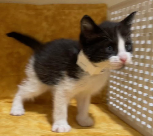DONUT, Young Domestic Short Hair (medium coat), cat for adoption in Diamond Bar, California