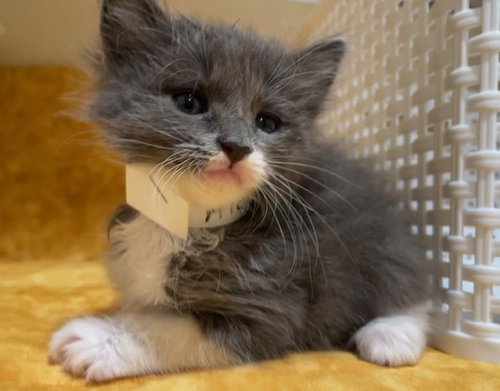 MUFFIN, Young Domestic Short Hair (medium coat), cat for adoption in Diamond Bar, California