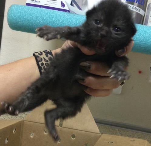 ABU, Young Domestic Short Hair (medium coat), cat for adoption in Diamond Bar, California