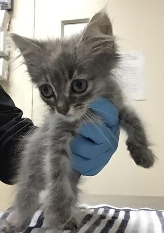 MICHI, Young Domestic Long Hair (medium coat), cat for adoption in Diamond Bar, California