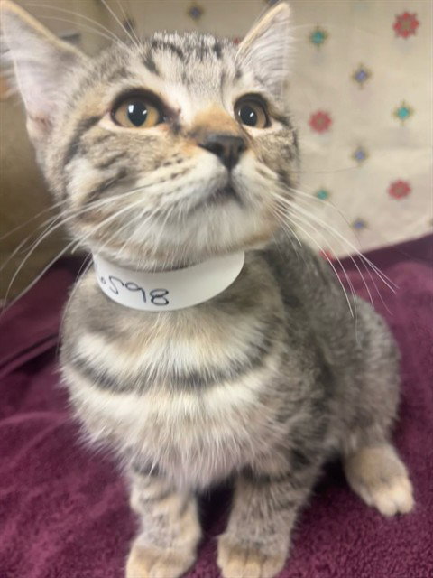 POOPY, Young Domestic Short Hair (medium coat), cat for adoption in Diamond Bar, California