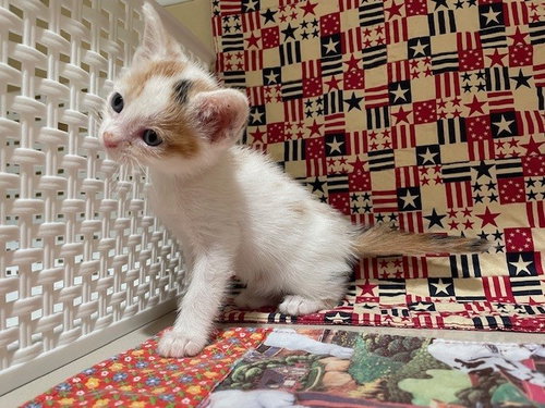 FALL, Young Domestic Short Hair (medium coat), cat for adoption in Diamond Bar, California